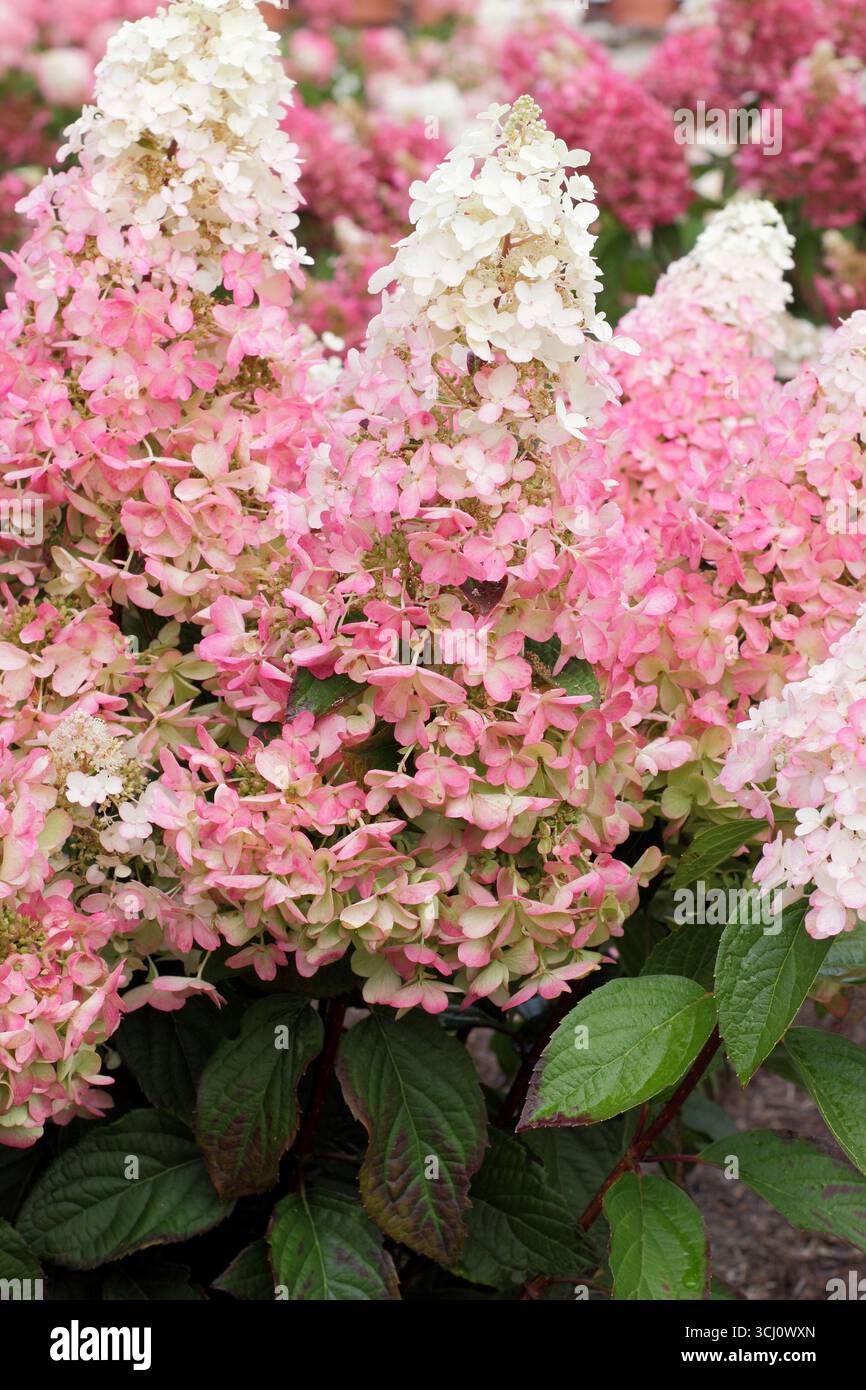 Hydrangea paniculata bougie. Grandes panicules ombrant du blanc crémeux au rose lors de la maturation. ROYAUME-UNI Banque D'Images