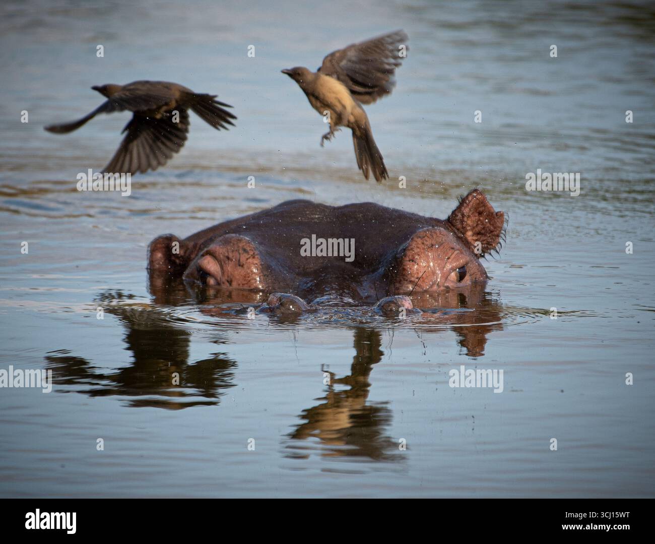 Un hippopotame perturbe l'alimentation des Oxpeckers lorsqu'il s'élève du lac. Banque D'Images