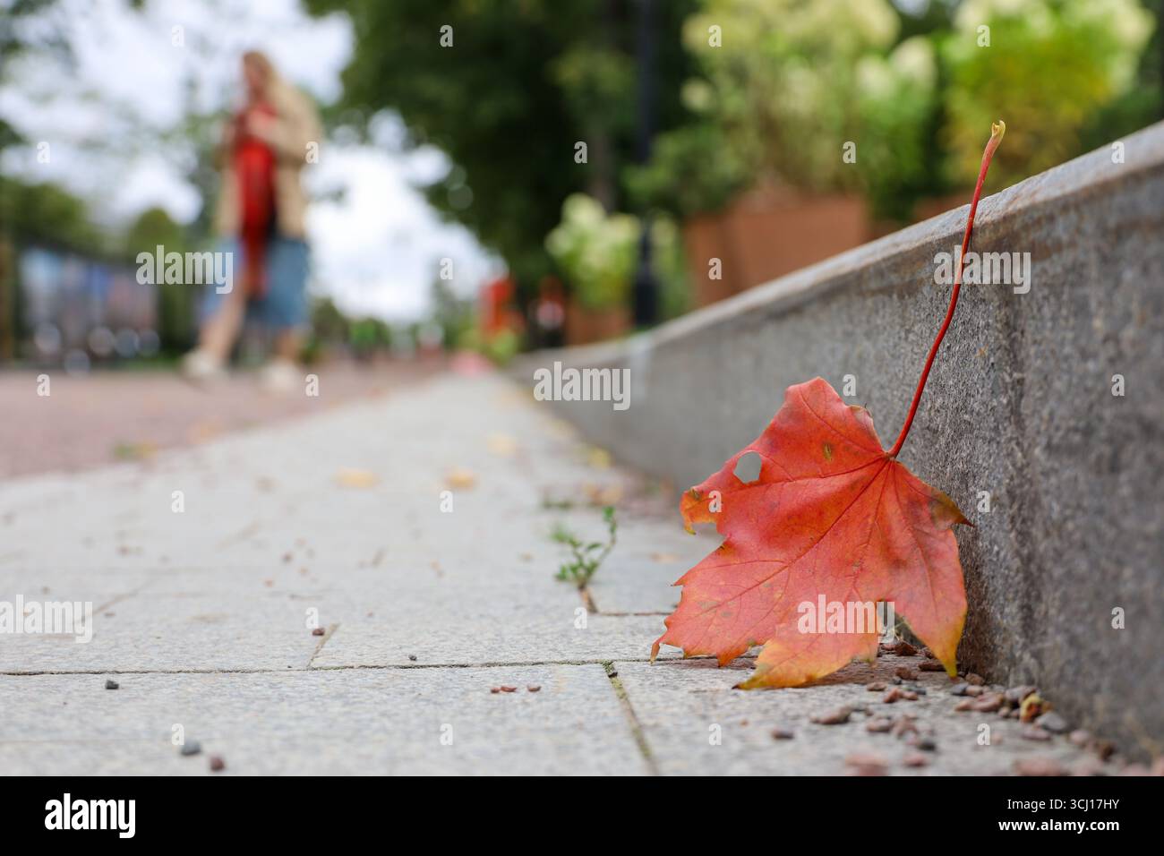 Saison d'automne, vue défocalisée de la feuille d'érable tombée à la femme marchant dans une rue dans le parc de la ville Banque D'Images