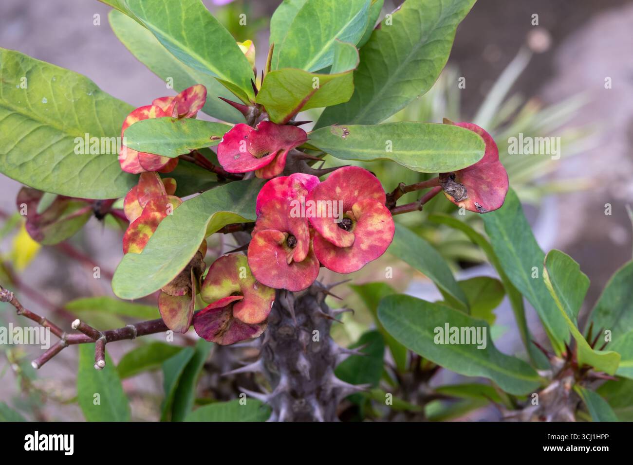 Vibrante couronne d'épines (Euphorbia milii) fleurs fleurissant sur un jardin sur le toit. Cette plante frappante est également connue sous le nom de plante Christ ou épine Christ. Banque D'Images
