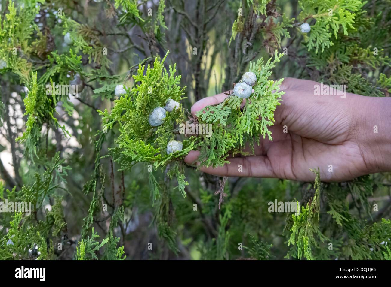 Main femelle tenant la branche chinoise thuja (Thuja orientalis), affichant son feuillage complexe et ses petits cônes femelles. Parfait pour la nature et botanique Banque D'Images