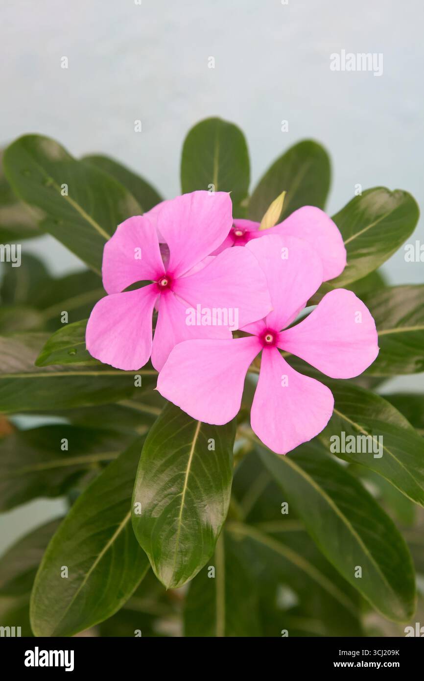 madagascar pervenkle fleurs rose clair avec des feuilles vertes gros plan vue extérieure. plante à fleurs tropicales pour les concepts de jardin et de nature Banque D'Images madagascar pervenkle fleurs rose clair avec des feuilles vertes gros plan vue extérieure. plante à fleurs tropicales pour les concepts de jardin et de nature Banque D'Images