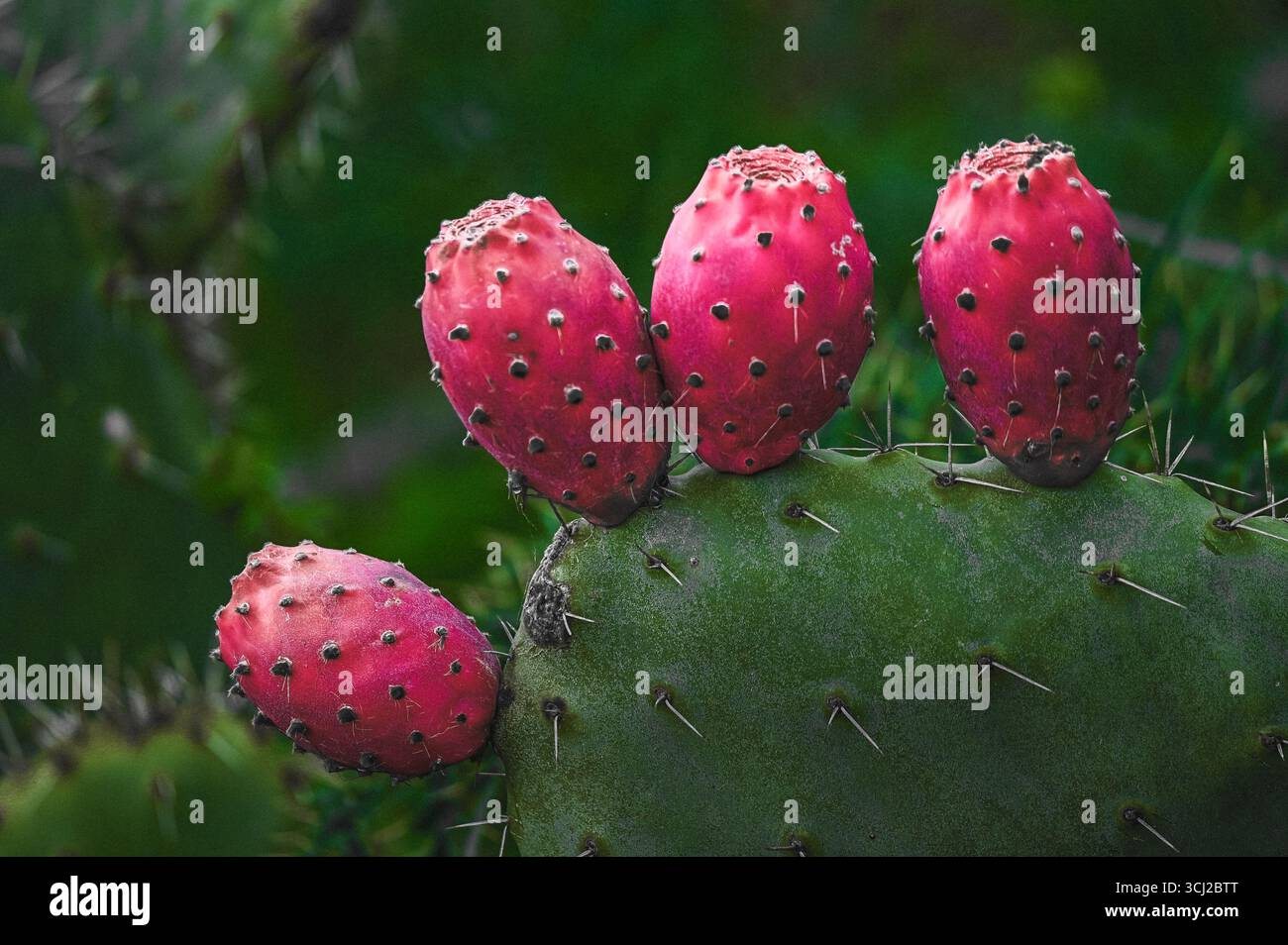 La barbarie est un fruit sicilien typique apprécié pour sa saveur sucrée et ses propriétés bénéfiques, étant riche en vitamines, fibres et sels minéraux. Banque D'Images