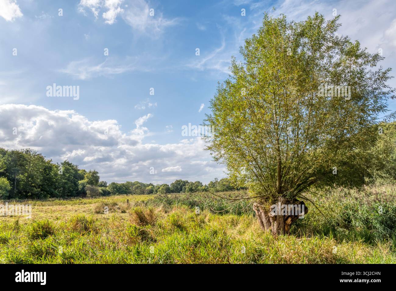 Un saule pollardé dans la vallée de Wensum, Norfolk. Banque D'Images