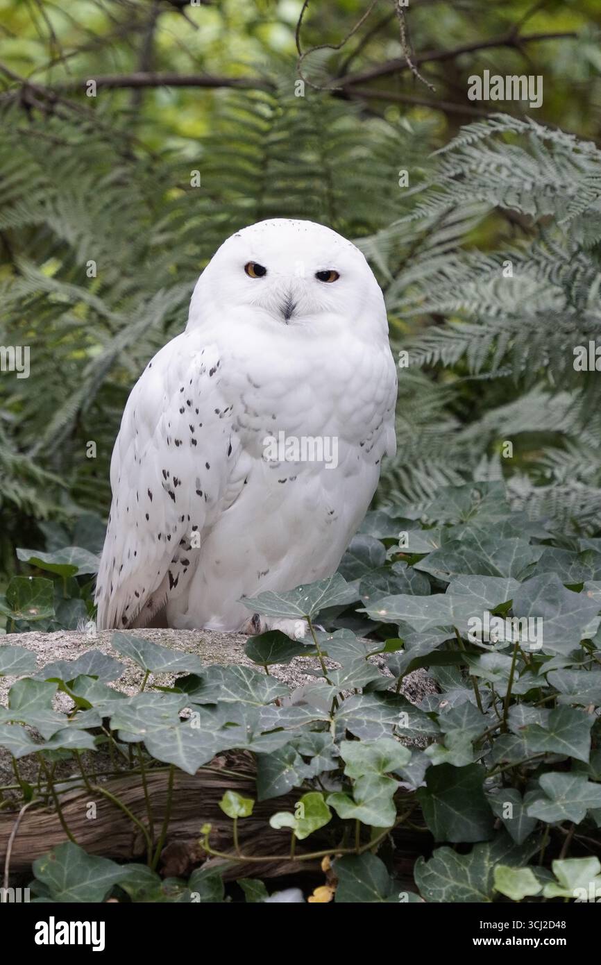 Gros plan vertical d'un hibou des neiges (hibou blanc ou hibou polaire) avec des yeux perçants et de belles plumes blanches assis dans un arbre Banque D'Images