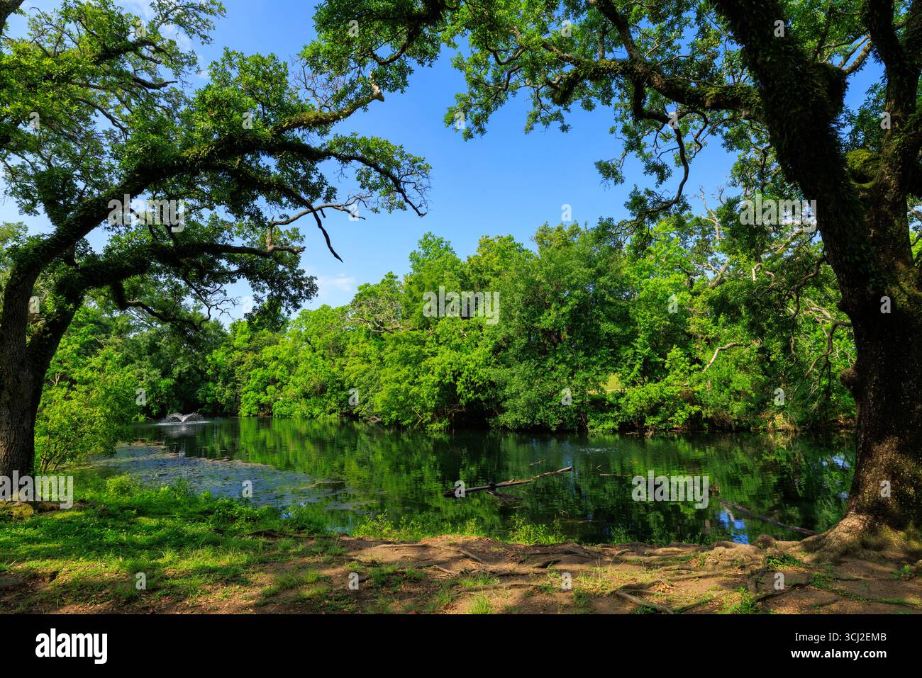 Audubon Park, Nouvelle-Orléans, Louisiane, États-Unis Banque D'Images