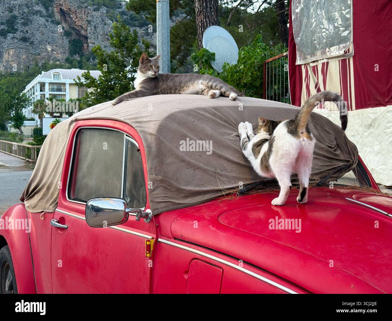 Deux chats se reposant sur une vieille voiture rouge. Détente, confort et vie animale de rue dans un quartier urbain. Banque D'Images