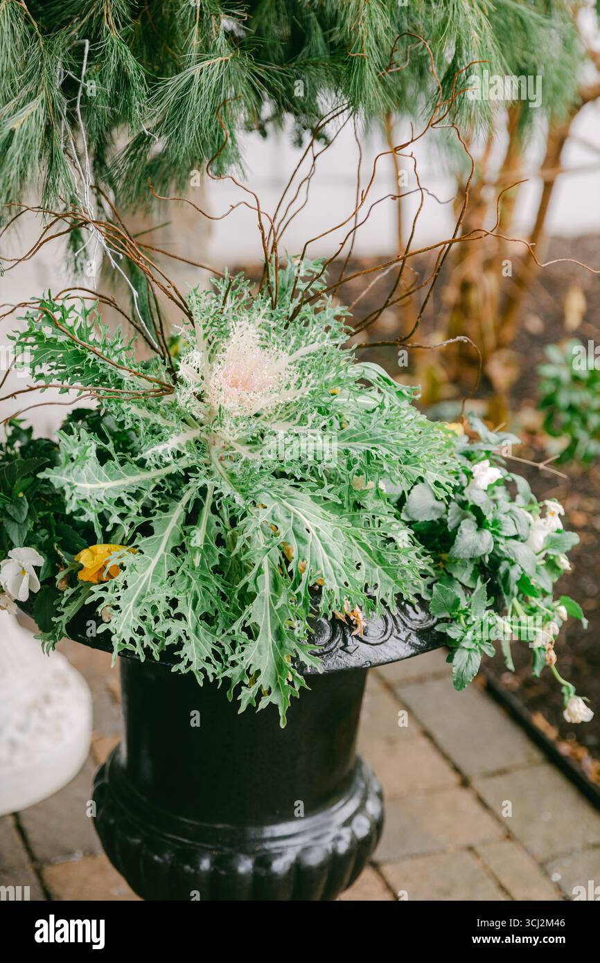Le chou frisé ornemental aux feuilles uniques est associé à des fleurs colorées dans un pot noir, créant un charmant affichage de jardin. Banque D'Images