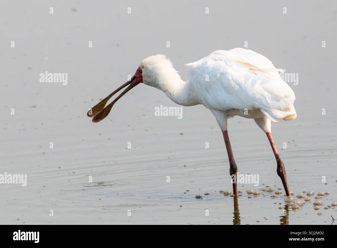 Bec de cuillère africain (Platalea alba), rivière Sweni, parc national Kruger, Afrique du Sud Banque D'Images