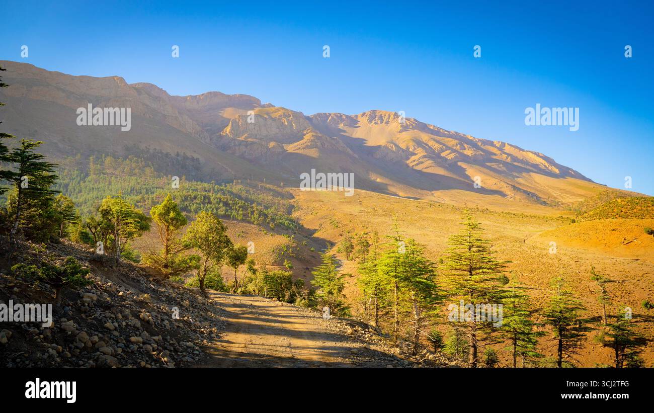 Sentier de montagne au Maroc menant à travers des cèdres verts avec des pics accidentés en arrière-plan sous un ciel bleu clair à l'heure dorée Banque D'Images