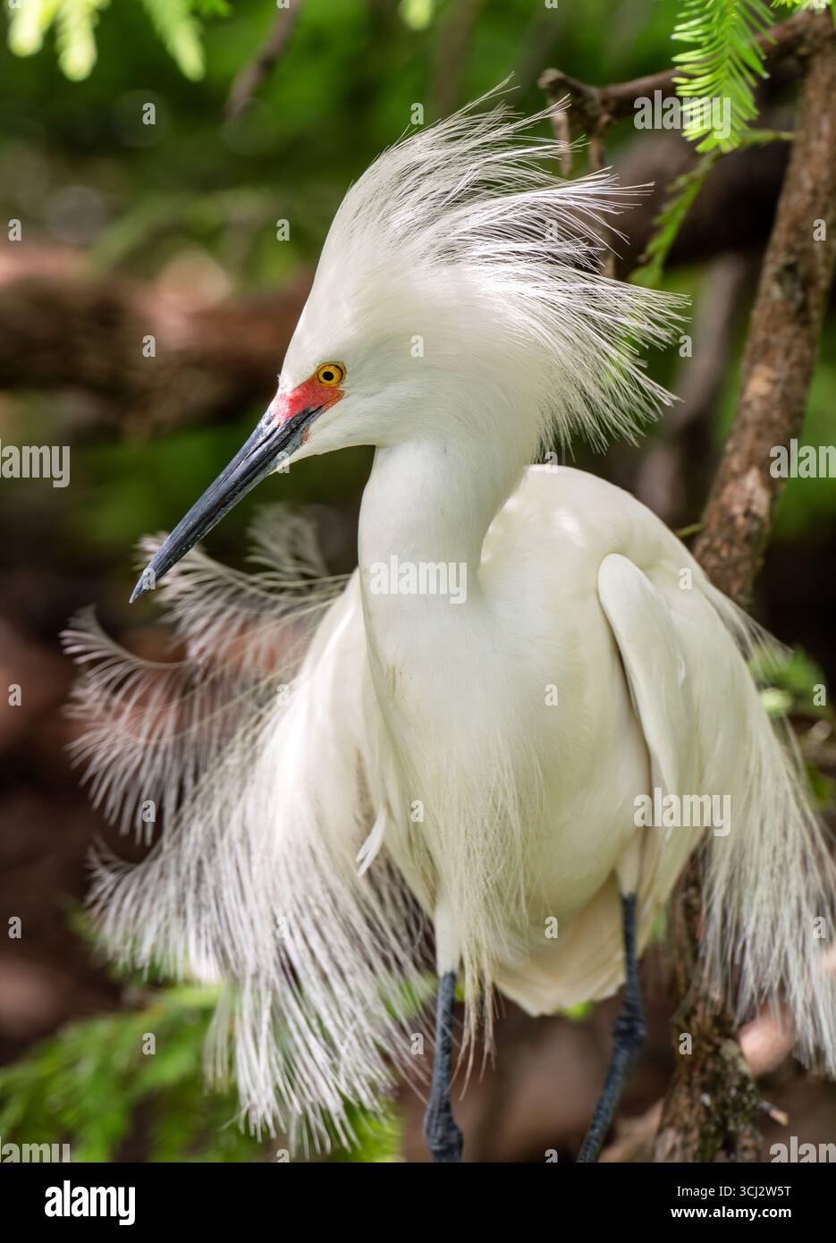 Aigrette blanche enneigée montrant un plumage dans un nid de rookery des terres humides côtières de Floride. Banque D'Images