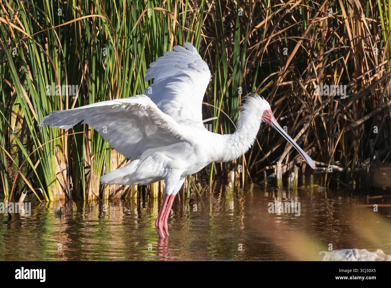 African Spoonbill (Platalea alba), fléchissant ses ailes avant de décoller, Abrahamskraal, Langebaan, Côte Ouest, Afrique du Sud Banque D'Images