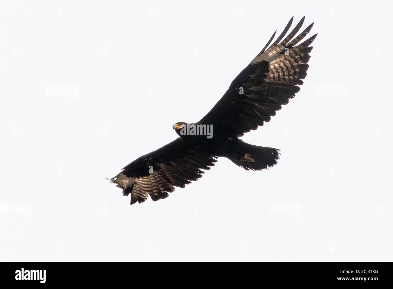 Aigle de Verreaux ou Aigle noir (Aquila verreauxii ) en vol, vol, parc national de Karoo, Afrique du Sud Banque D'Images