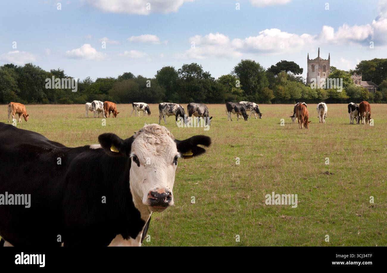 Un paysage pastoral avec le pâturage du bétail et l'église St Mary au loin, Winthorpe, près de Skegness, Lincolnshire, Angleterre Banque D'Images