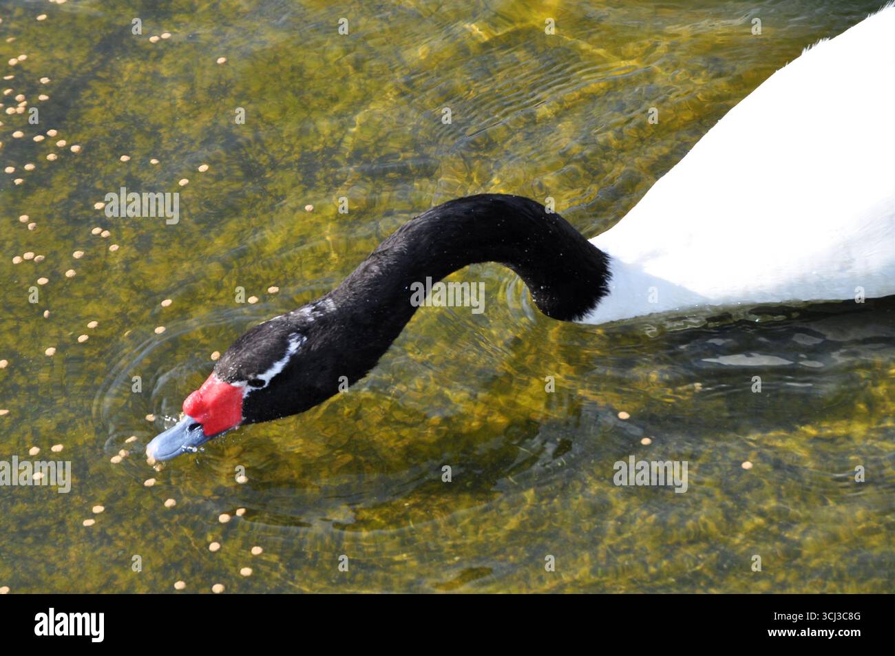 Cygne à cou noir mangeant de la nourriture pour oiseaux Banque D'Images