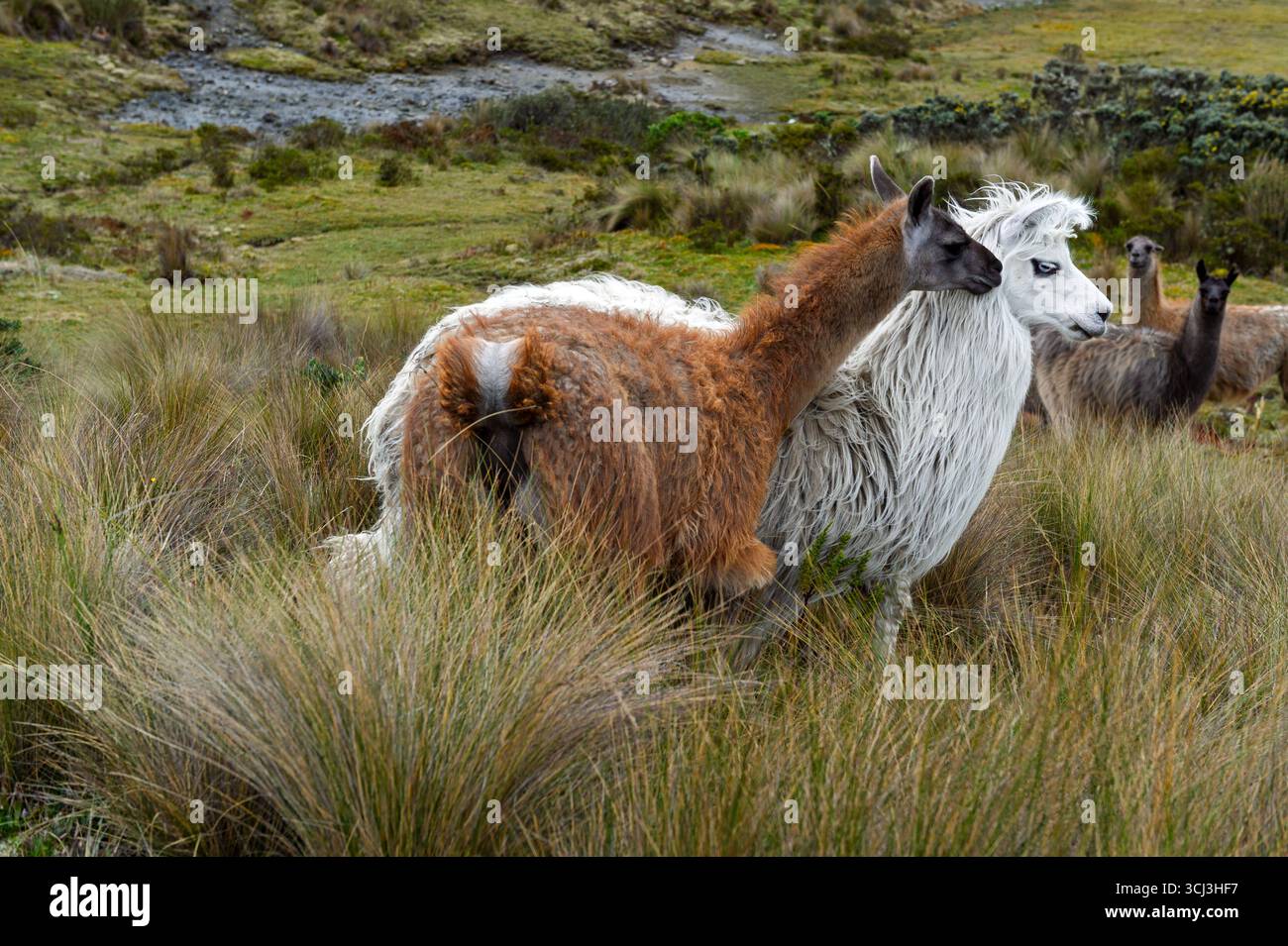 Deux affectueux des lamas (Lama glama) s'embrasser dans les montagnes des Andes, l'Equateur Banque D'Images