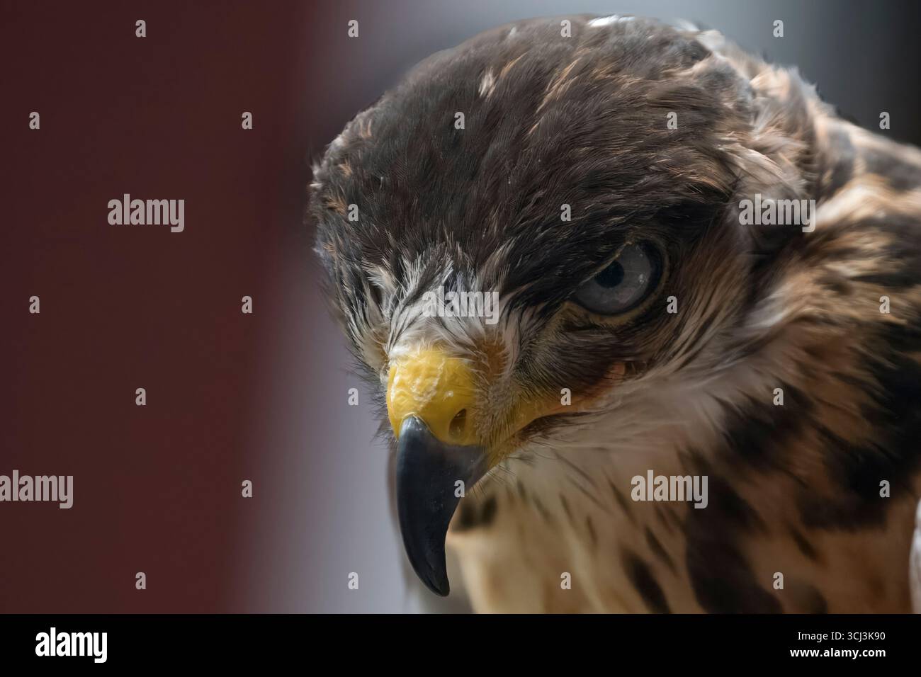 L'Augur Buzzard (Buteo augur) est un oiseau de proie africain assez grand. Banque D'Images