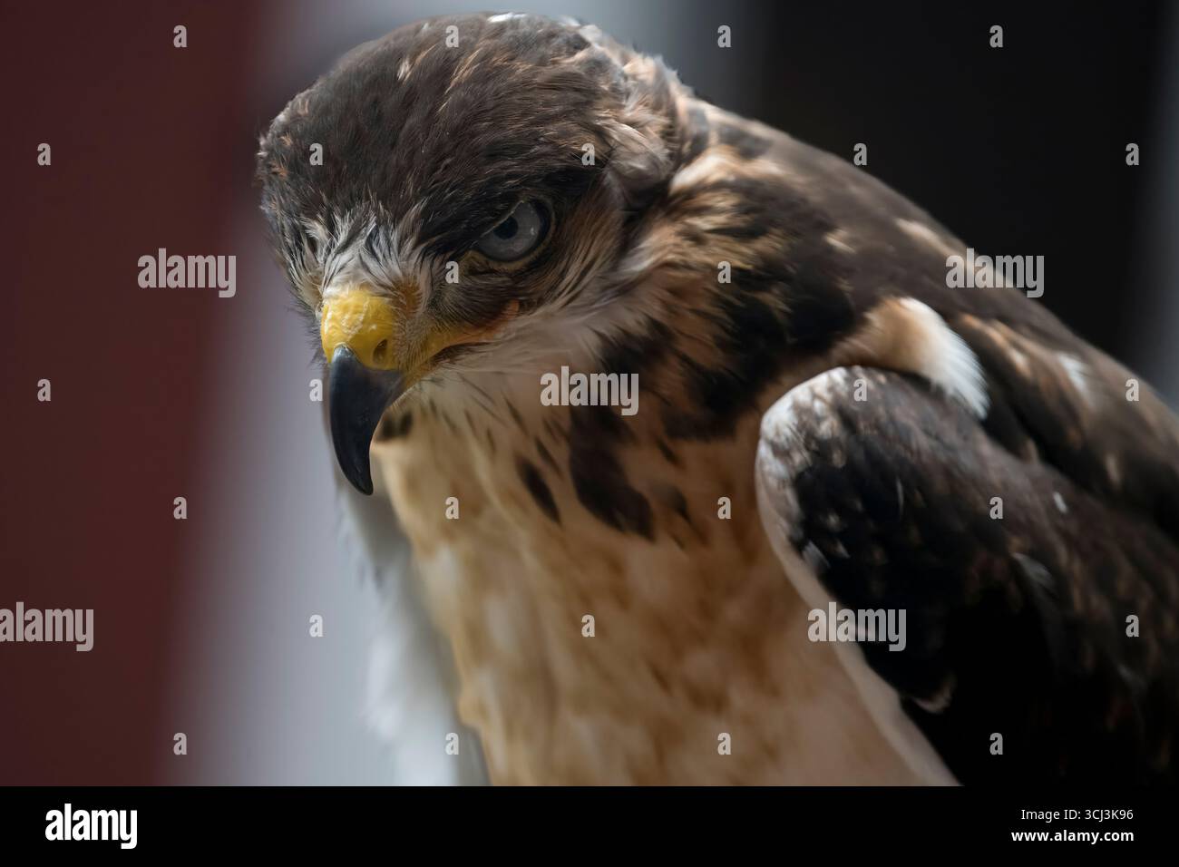 L'Augur Buzzard (Buteo augur) est un oiseau de proie africain assez grand. Banque D'Images