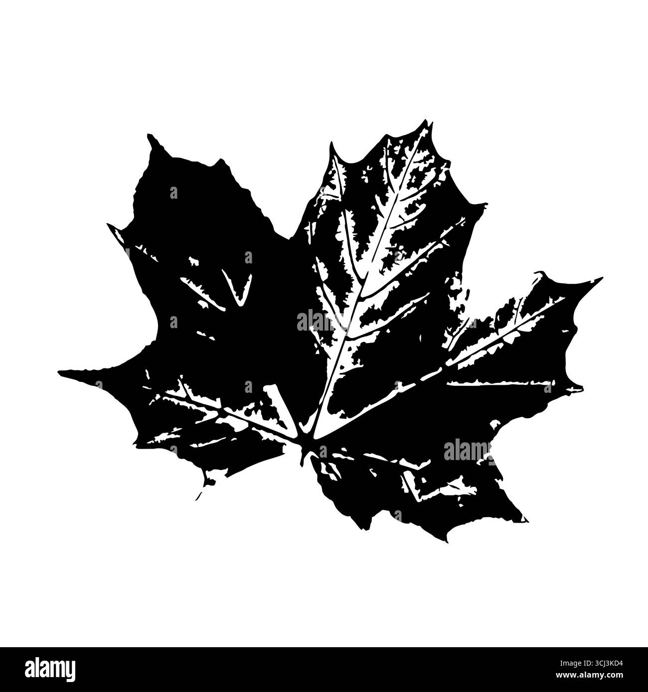 Timbre à feuilles encreuses. Empreinte de feuille d'érable noire. Imprimé herbier isolé sur blanc. Modèle vectoriel pour vos conceptions créatives Illustration de Vecteur