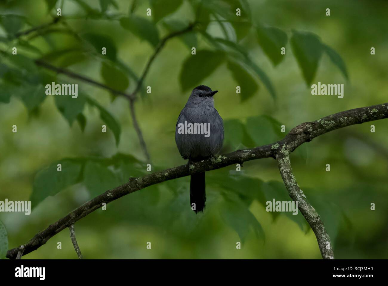 Le catbird gris (Dumetella carolinensis), également orthographié grise, est un oiseau perché d'Amérique du Nord et d'Amérique centrale de la famille des midés. Banque D'Images