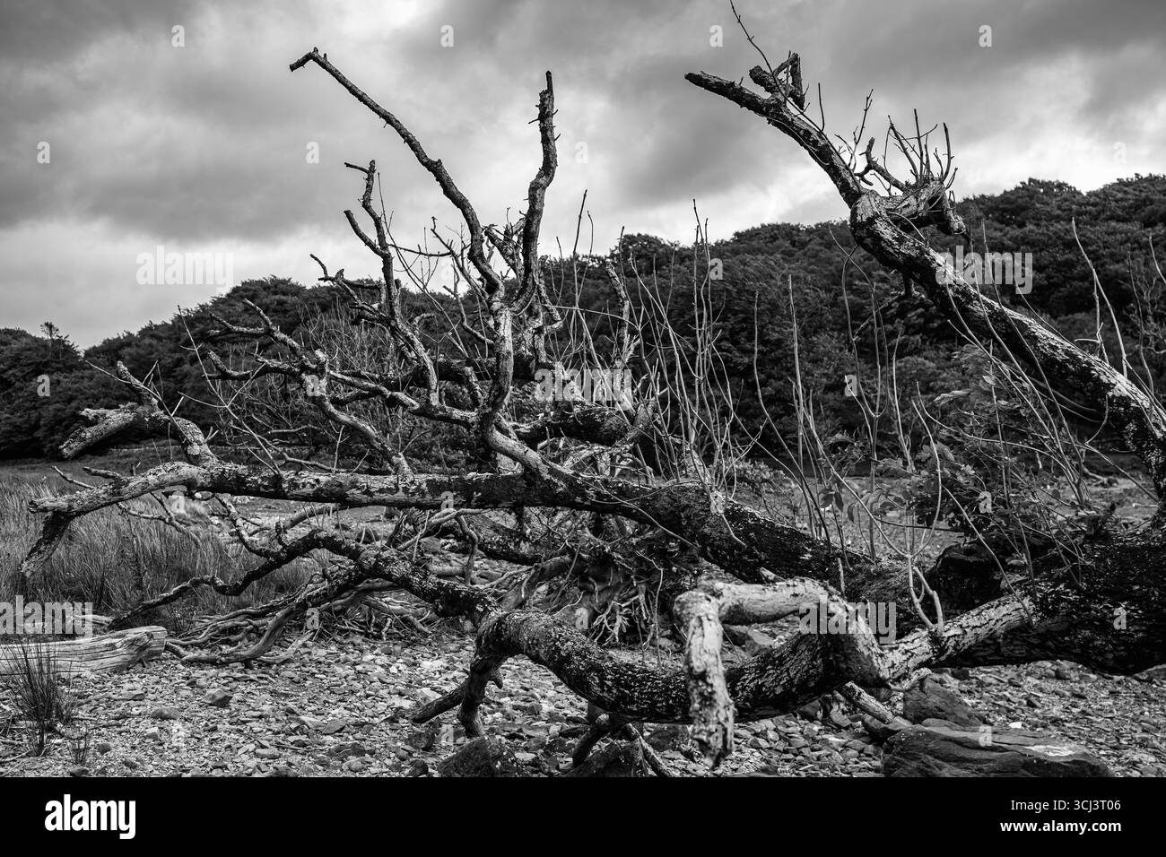 Arbre mort sur un lit de lac séché en noir et blanc monochrome Banque D'Images