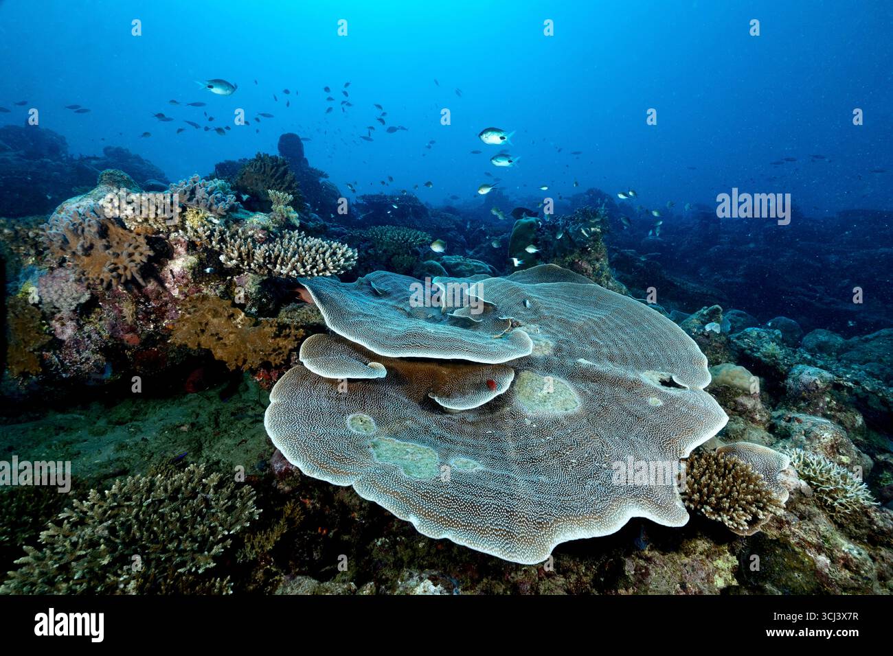 Récif corallien dur dans la lagune de Mayotte, habitat vital pour la vie marine pourtant menacé par le changement climatique, le blanchissement et la pression humaine. Banque D'Images