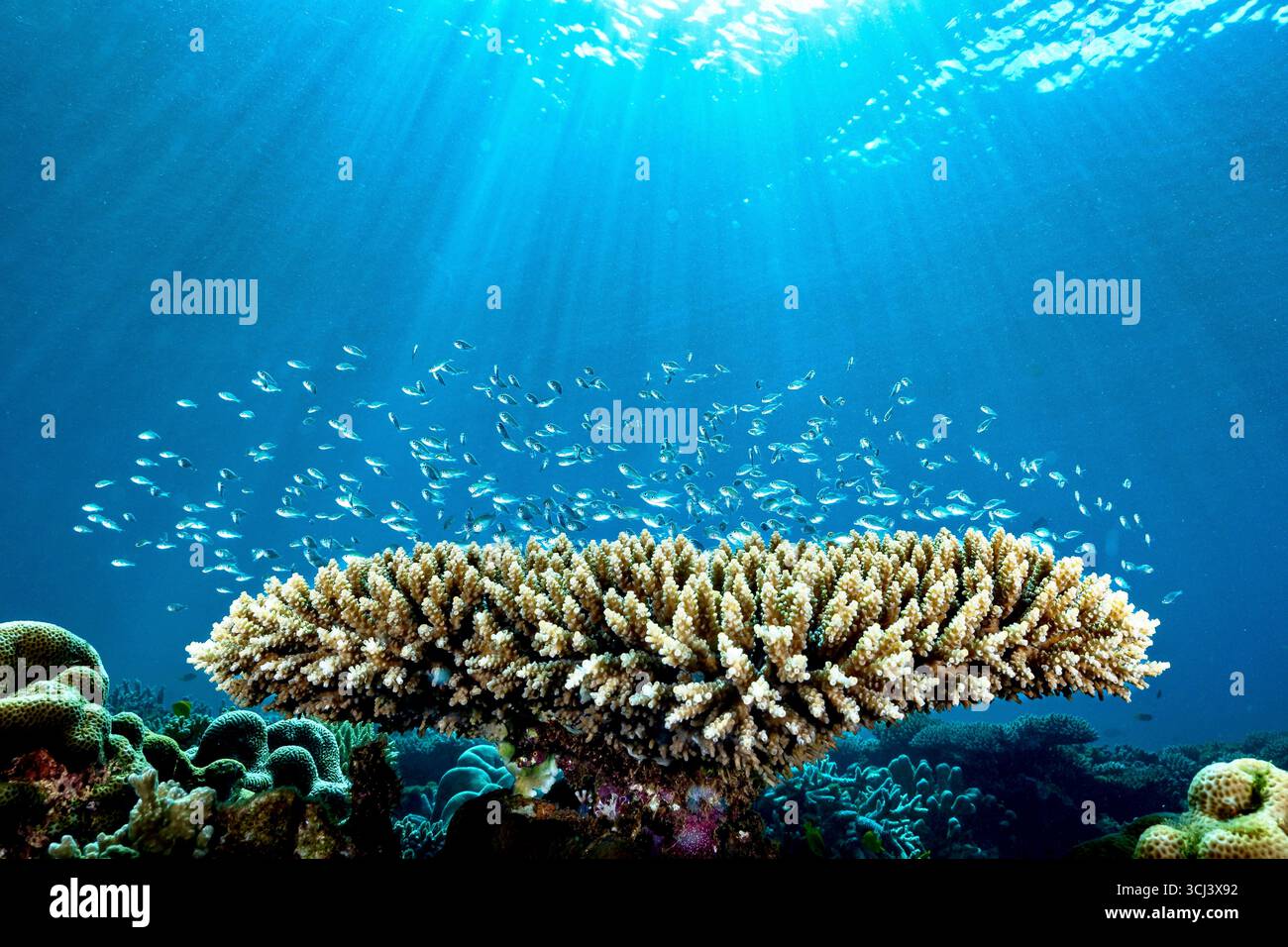 Récif corallien dur dans la lagune de Mayotte, habitat vital pour la vie marine pourtant menacé par le changement climatique, le blanchissement et la pression humaine. Banque D'Images
