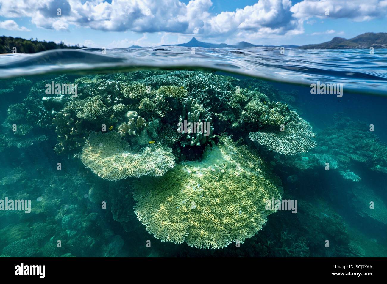 Récif corallien dur dans la lagune de Mayotte, habitat vital pour la vie marine pourtant menacé par le changement climatique, le blanchissement et la pression humaine. Banque D'Images