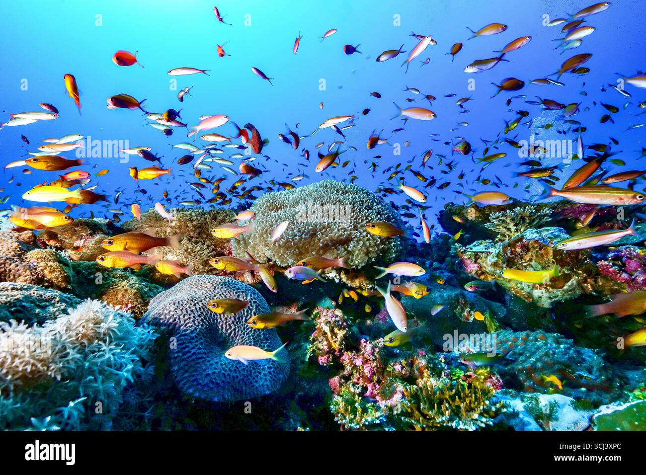 Récif corallien dur dans la lagune de Mayotte, habitat vital pour la vie marine pourtant menacé par le changement climatique, le blanchissement et la pression humaine. Banque D'Images