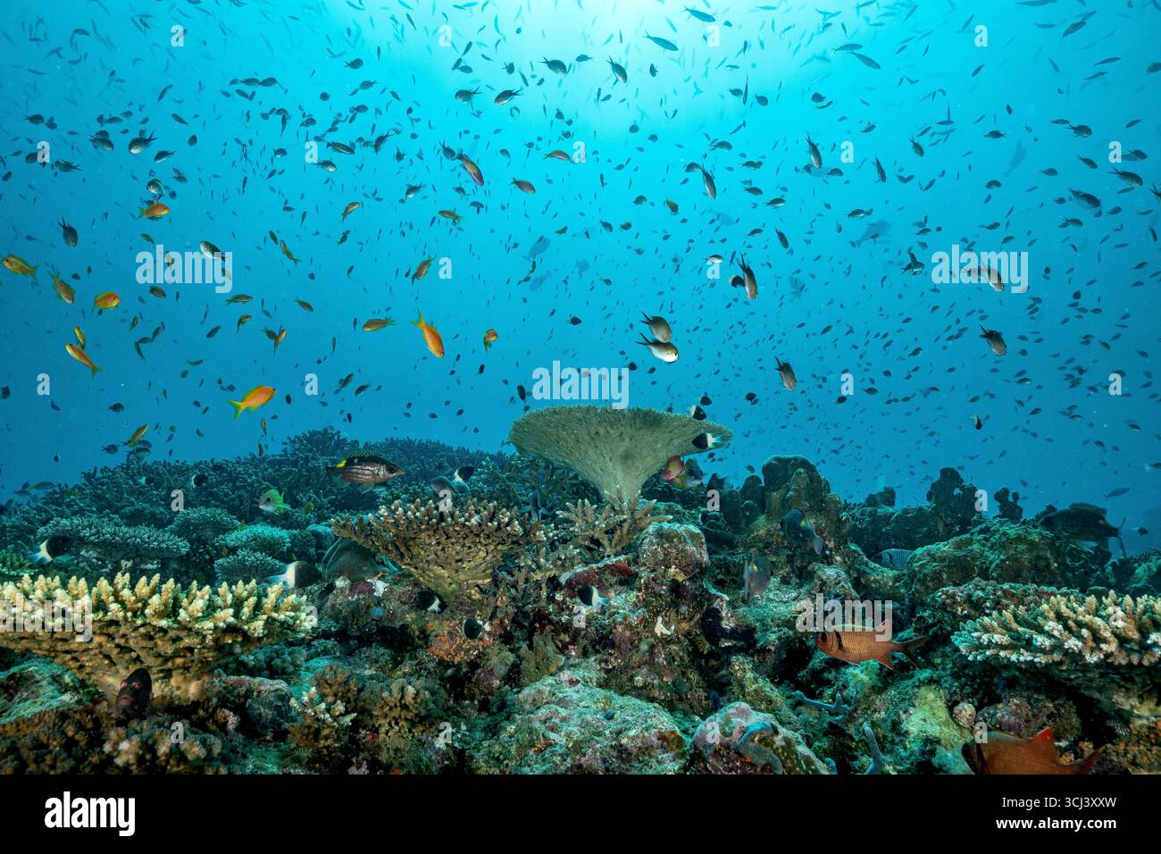 Récif corallien dur dans la lagune de Mayotte, habitat vital pour la vie marine pourtant menacé par le changement climatique, le blanchissement et la pression humaine. Banque D'Images