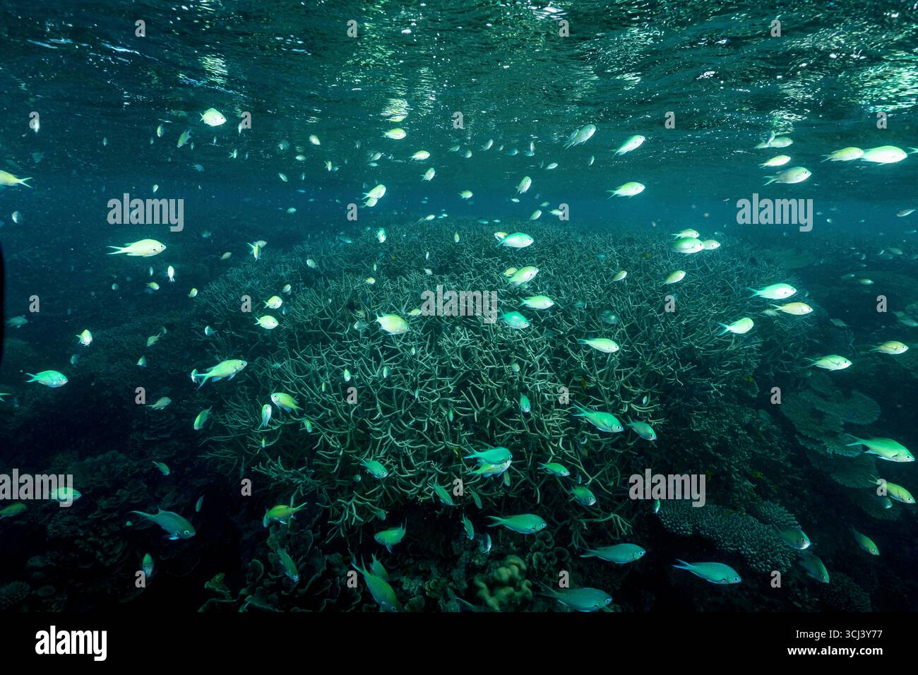Récif corallien dur dans la lagune de Mayotte, habitat vital pour la vie marine pourtant menacé par le changement climatique, le blanchissement et la pression humaine. Banque D'Images