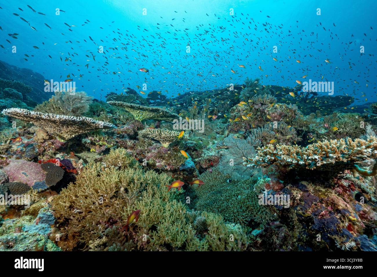Récif corallien dur dans la lagune de Mayotte, habitat vital pour la vie marine pourtant menacé par le changement climatique, le blanchissement et la pression humaine. Banque D'Images