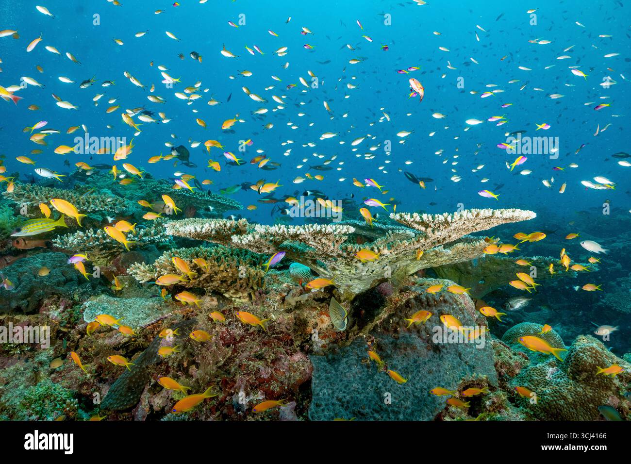 Récif corallien dur dans la lagune de Mayotte, habitat vital pour la vie marine pourtant menacé par le changement climatique, le blanchissement et la pression humaine. Banque D'Images