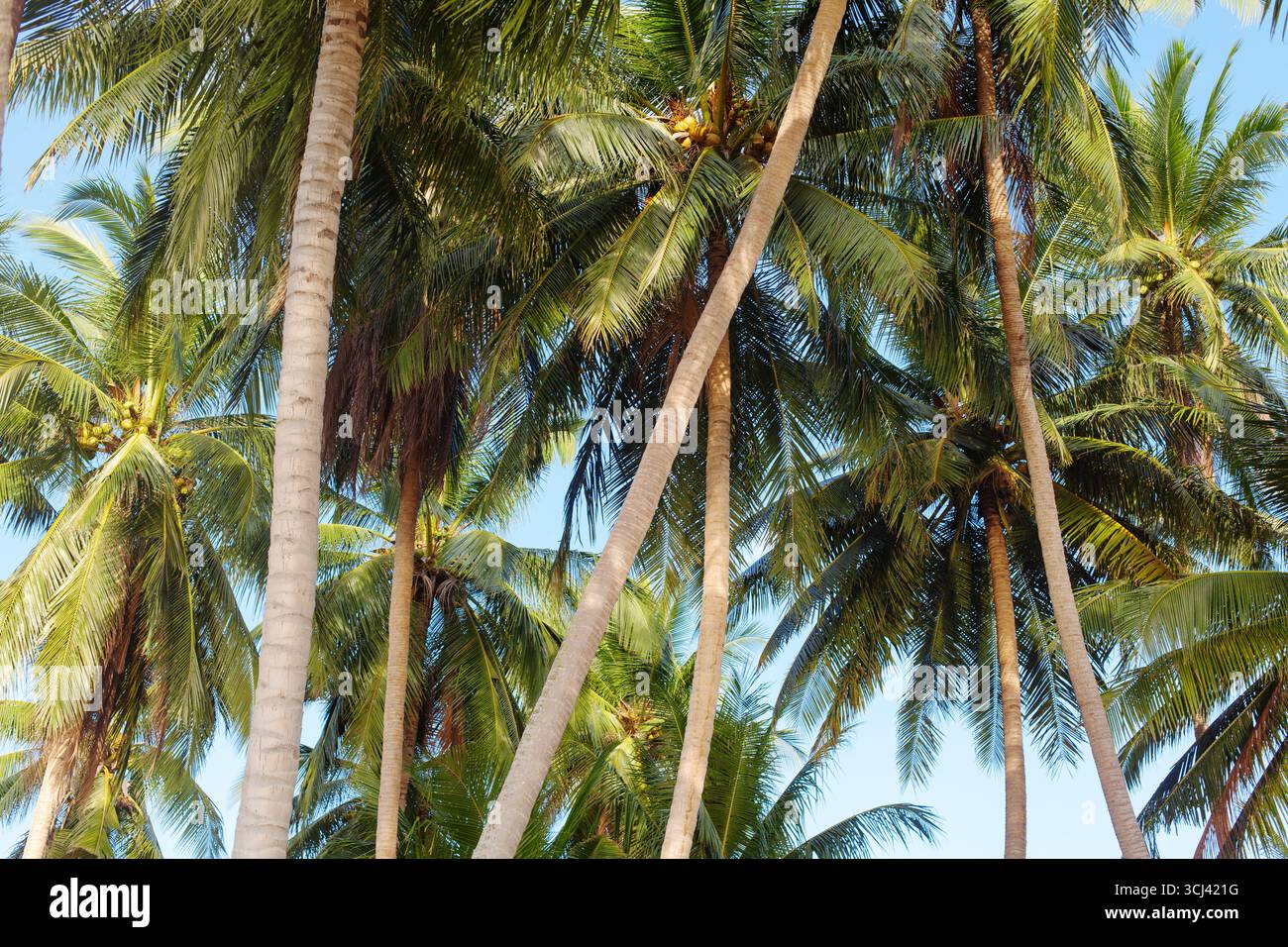 Palmiers de noix de coco verts sur fond de ciel bleu gros plan, feuilles de palmier et troncs, branches, jungle, feuillage exotique, plage de mer de l'île tropicale, huile de palme Banque D'Images