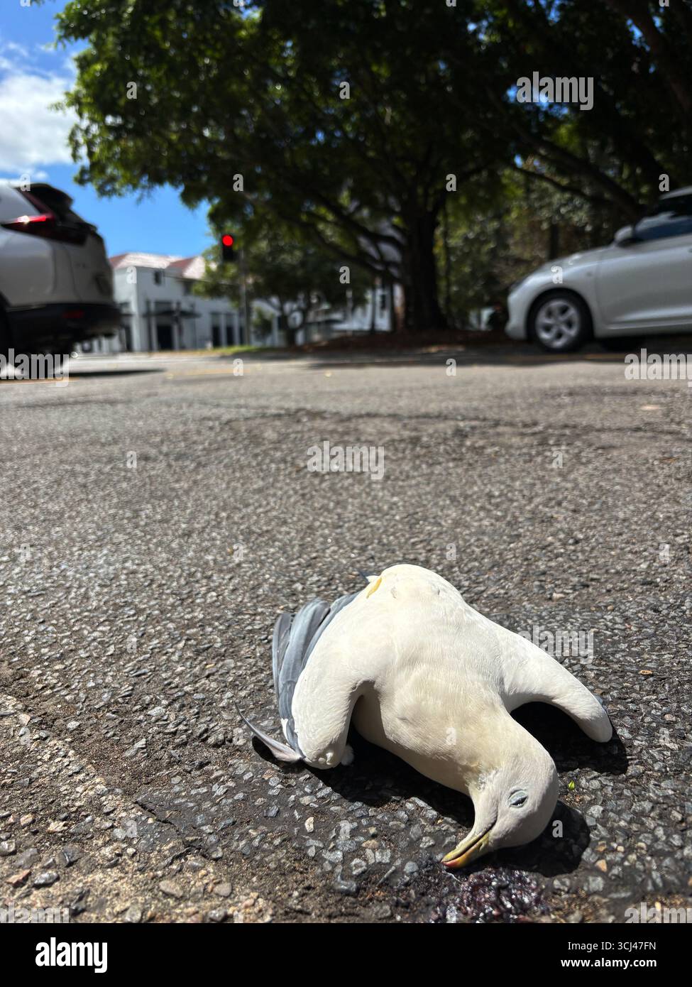 Pigeon impérial de Torresian (Ducula spilorrhoa) tué en voiture dans le centre de Cairns, Queensland, Australie - Image de stock capturée avec un smartphone Pigeon impérial de Torresian (Ducula spilorrhoa) tué en voiture dans le centre de Cairns, Queensland, Australie - Image de stock capturée avec un smartphone