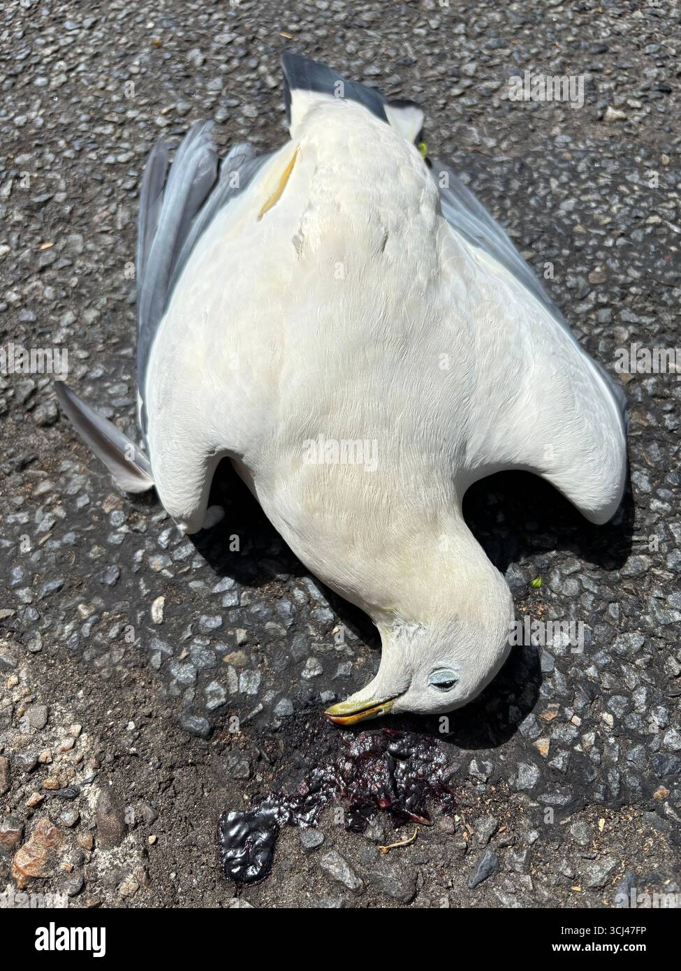 Pigeon impérial de Torresian (Ducula spilorrhoa) tué en voiture dans le centre de Cairns, Queensland, Australie - Image de stock capturée avec un smartphone Pigeon impérial de Torresian (Ducula spilorrhoa) tué en voiture dans le centre de Cairns, Queensland, Australie - Image de stock capturée avec un smartphone