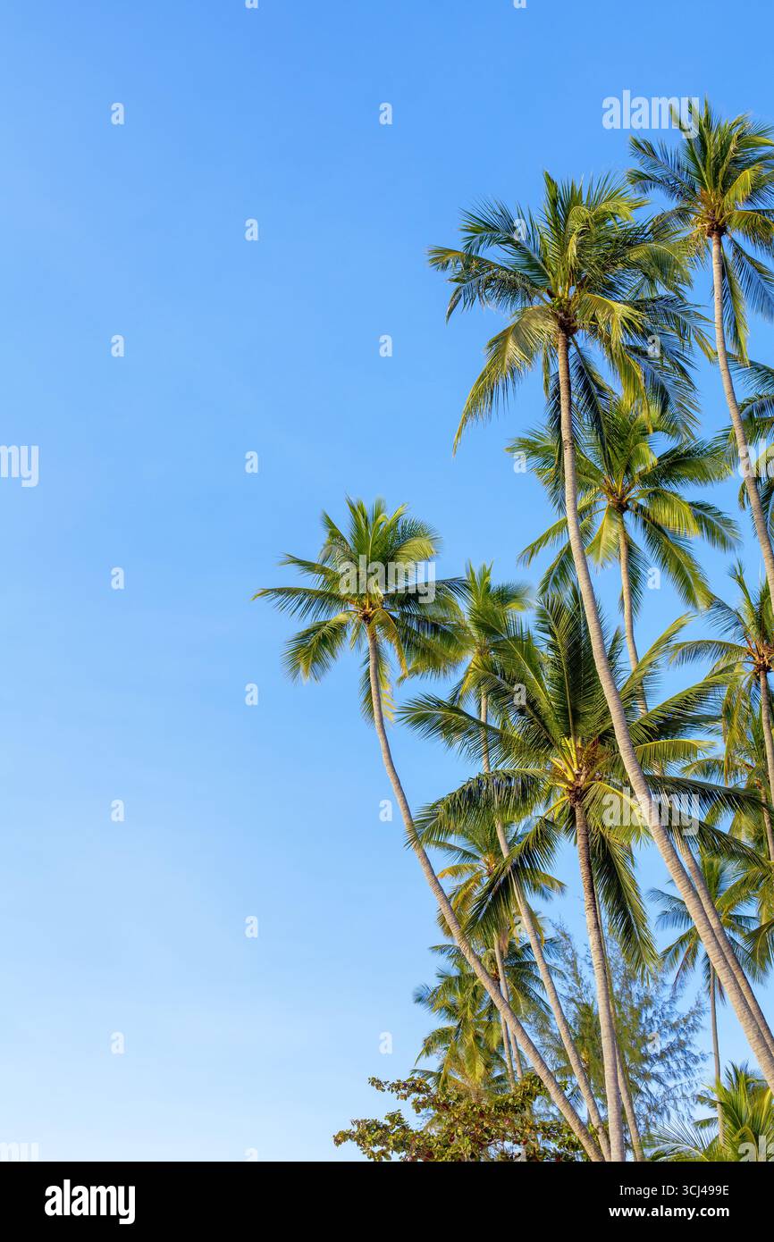 Arbres de palmiers de noix de coco verts longs troncs sur fond de ciel bleu, jungle de palmiers, feuilles de palmier, branches, feuillage exotique, paysage de plage de mer d'île tropicale Banque D'Images