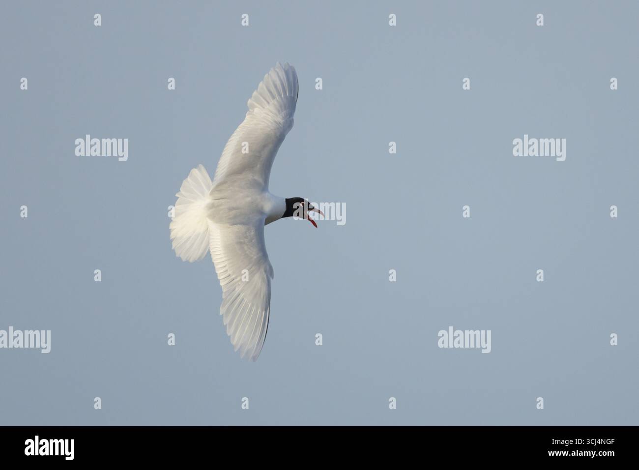 Goélette méditerranéenne (Ichthyaetus melanocephalus) oiseau adulte en vol dans un ciel bleu, Angleterre, Royaume-Uni Banque D'Images