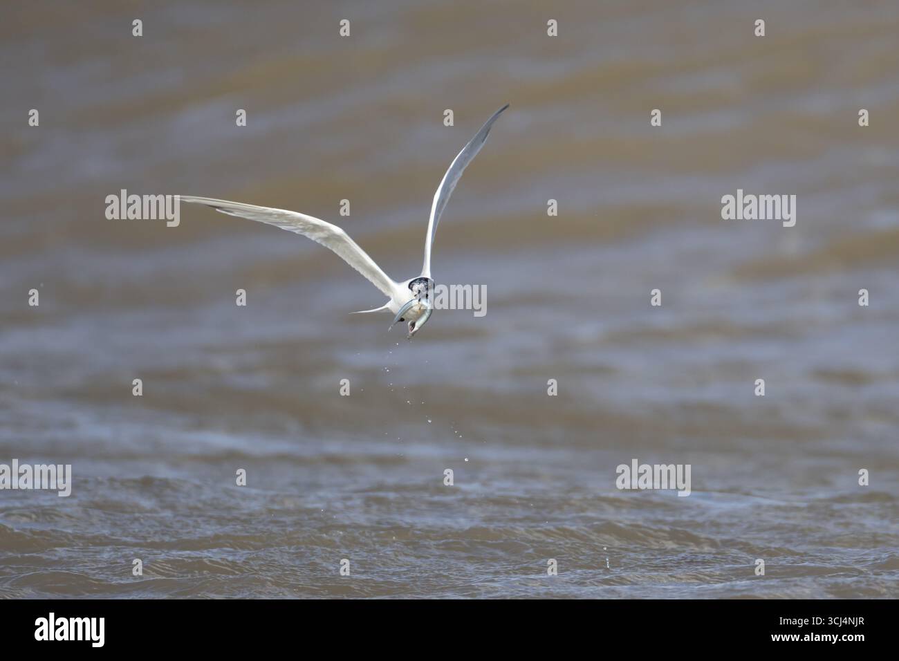 Sterne sandwich (Thalasseus sandvicensis) oiseau adulte avec un poisson dans son bec en vol au-dessus de la mer, Angleterre, Royaume-Uni Banque D'Images