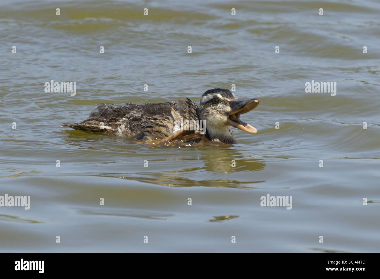 Canard colvert (Anas platyrhynchos) juvénile canard berçant sur un lac, Angleterre, Royaume-Uni Banque D'Images
