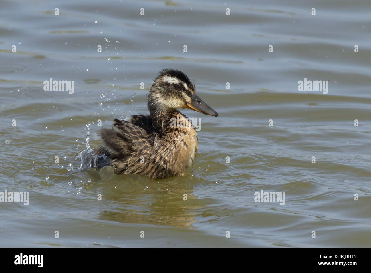 Canard colvert (Anas platyrhynchos) juvénile bébé caneton se baignant sur un lac, Angleterre, Royaume-Uni Banque D'Images