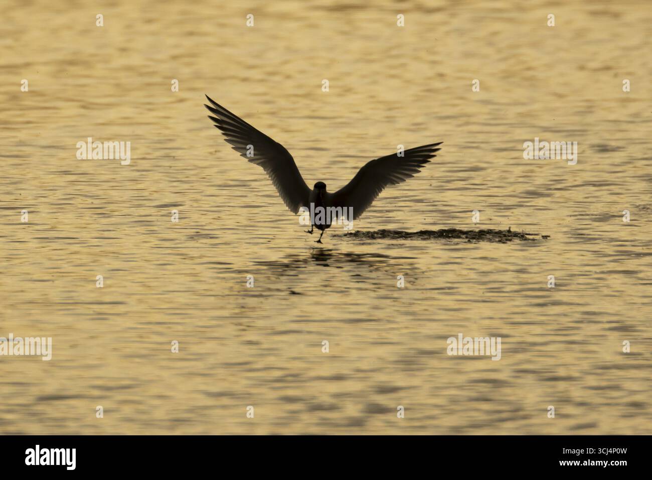 Sterne commune (Sterna hirundo) oiseau adulte en vol décollant d'un lagon au coucher du soleil, Angleterre, Royaume-Uni Banque D'Images