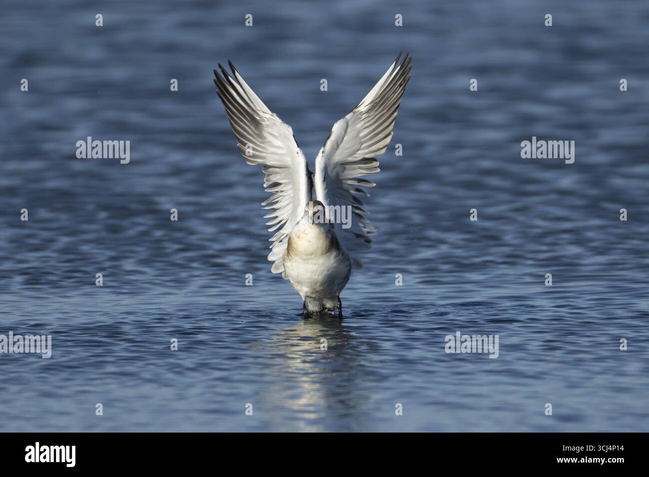 Goélette à tête noire (Chroicocephalus ridibundus) oiseau juvénile décollant en vol d'une lagune, Angleterre, Royaume-Uni Banque D'Images