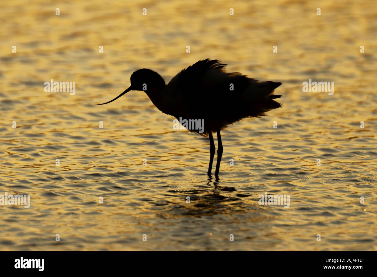 Silhouette de pied avocet (Recurvirostra avosetta) d'un échassier adulte dans un lagon peu profond au coucher du soleil, Angleterre, Royaume-Uni Banque D'Images