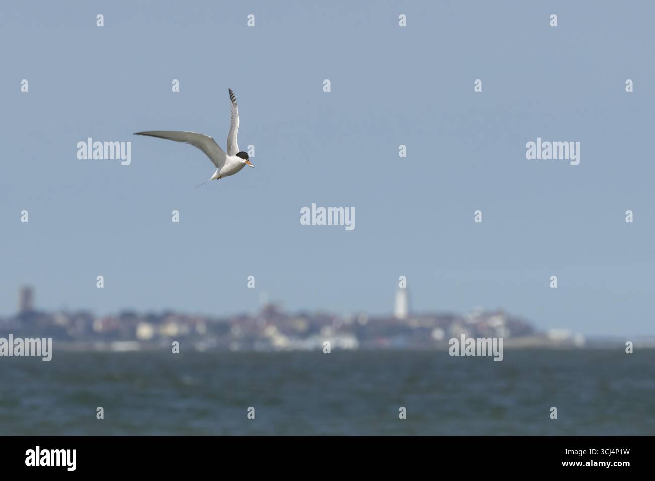 Sterne commune (Sterna hirundo) oiseau adulte avec un poisson dans son bec en vol au-dessus de la mer avec la ville de Southwold en arrière-plan, Suffolk, Angleterre Banque D'Images