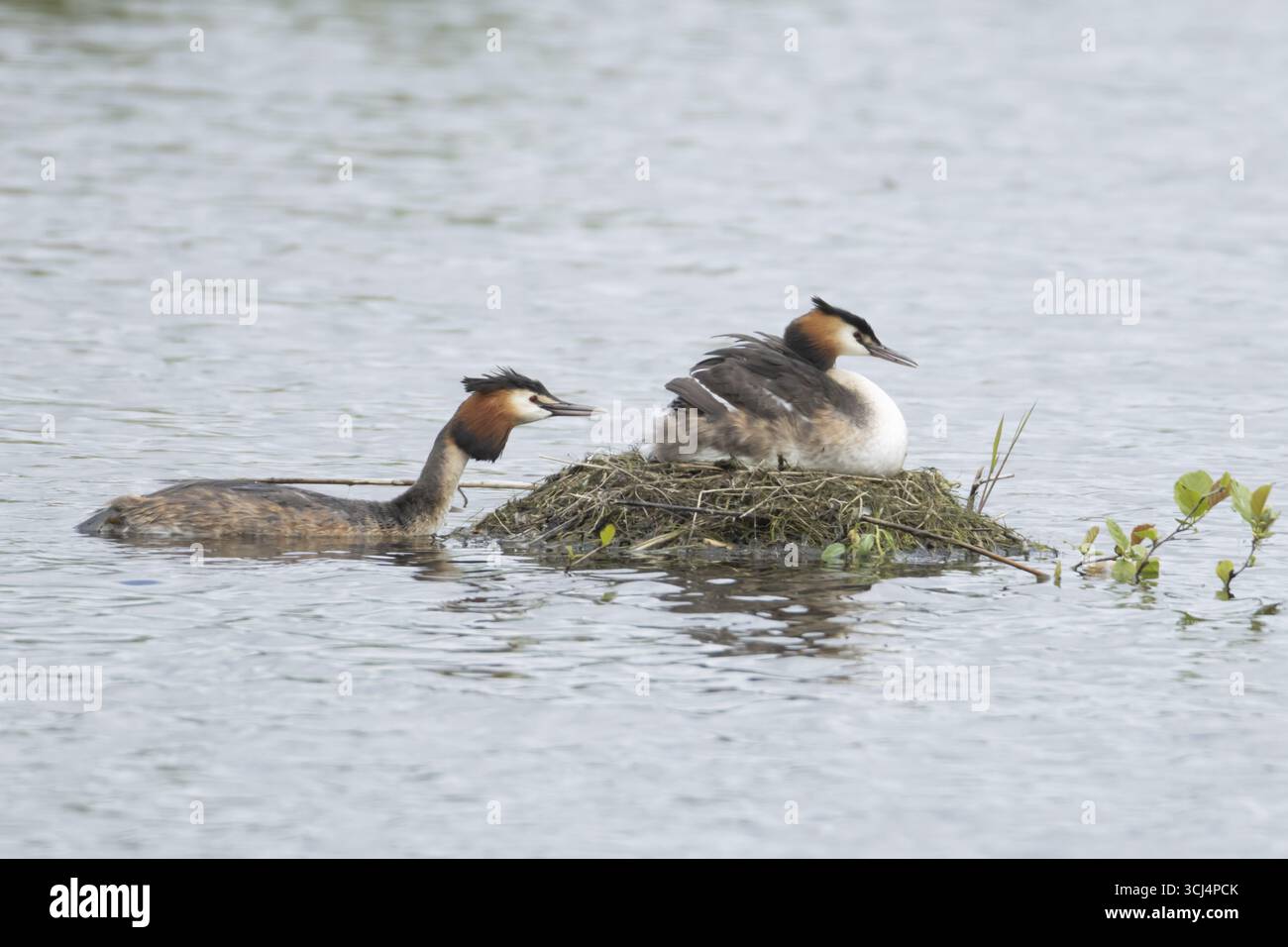 Grand grèbe à crête (Podiceps cristatus) oiseau parent adulte avec un jeune poussin sur le dos sur un nid sur un lac avec un autre oiseau apportant de la nourriture Banque D'Images