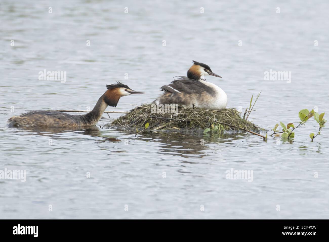 Grand grèbe à crête (Podiceps cristatus) oiseau parent adulte avec un jeune poussin sur le dos sur un nid sur un lac avec un autre oiseau apportant de la nourriture Banque D'Images