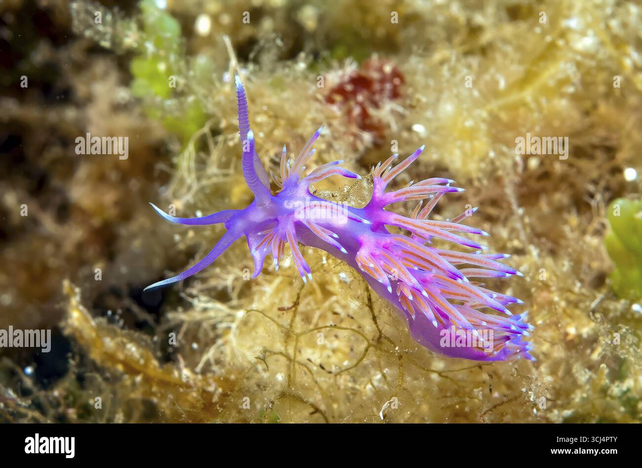 Filez l'escargot (Flabellina affinis) nudibranch Gill-Breather avec des appendices légèrement transparents avec la glande intestinale médiane translucide orange-rouge de la tête gauche Banque D'Images