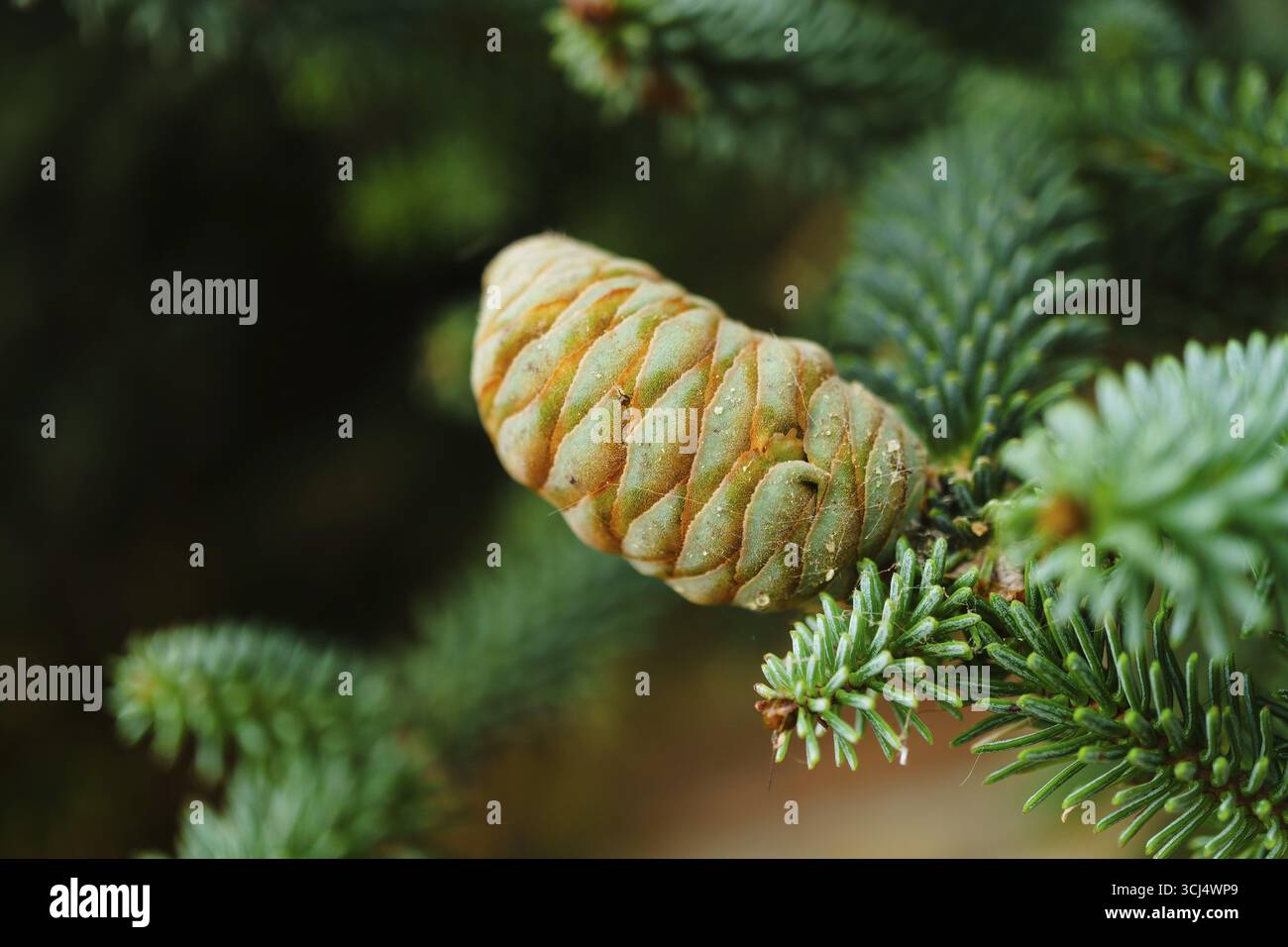Gros plan de cônes de sapin immatures se développant sur une branche de conifère, mettant en valeur des teintes vertes et orange vives dans un cadre boisé naturel Banque D'Images