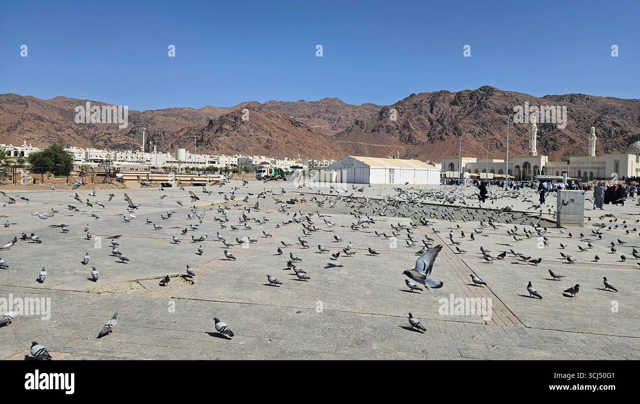 Troupeaux d'oiseaux et de nombreux visiteurs dans le vaste champ de Jabal Uhud. Madinah, Arabie Saoudite - 6 mars 2024 - Image de stock capturée avec un smartphone